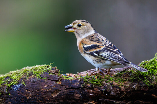 Bergfink (Fringilla montifringilla) Weibchen