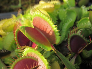 Zbliżenie na pułapki rośliny z gatunku dionaea © Kumulugma