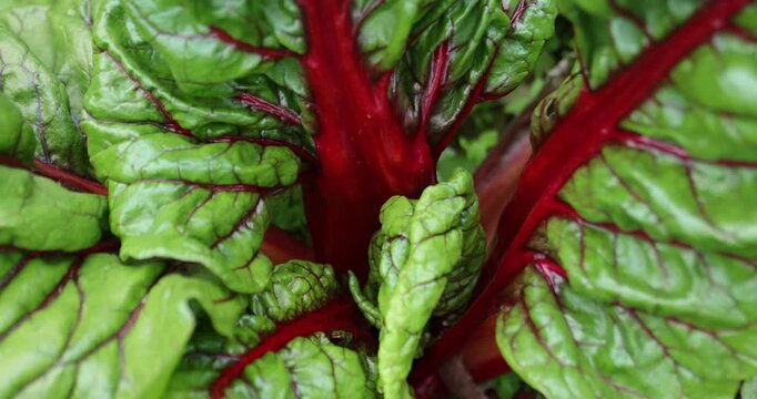 Swiss chard grow in vegetable garden