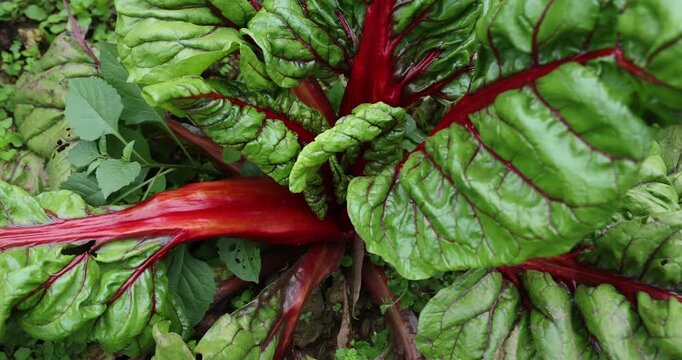 Swiss chard grow in vegetable garden