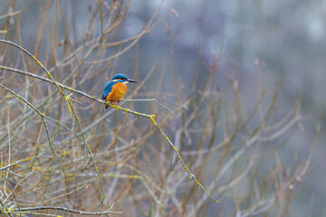Eisvogel (Alcedo atthis) M&auml;nnchen