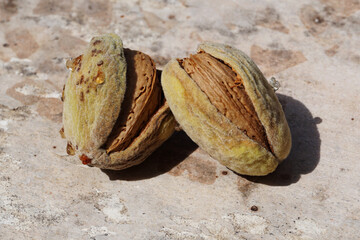 Two Fresh Raw Almonds Opening

