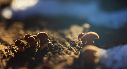 Velvet shank, flammulina velutipes mushroom growing on stump. Backlight, winter edible mushroom background