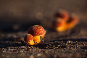 Velvet shank, flammulina velutipes mushroom growing on stump. Winter edible mushroom background