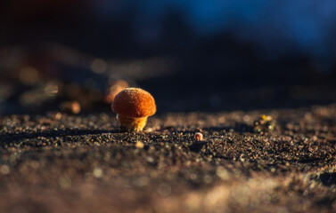 Velvet shank, flammulina velutipes mushroom growing on stump. Winter edible mushroom background