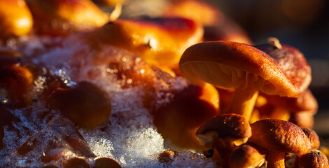 Group of Velvet shank, flammulina velutipes mushroom frozen in snow. Winter edible mushroom background