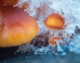 Macro shot of Velvet shank, flammulina velutipes mushroom frozen in snow. Winter edible mushroom background