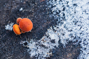 Top down view to Velvet shank, flammulina velutipes mushroom growing on stump with snow. Winter edible mushroom background