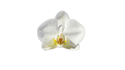 White orchid with water droplets on petals against black background 