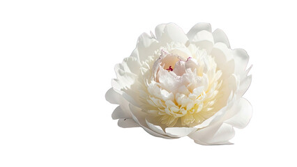 White Peony Flower with Yellow Center Isolated on Black Background graphic design isolated on a transparent background