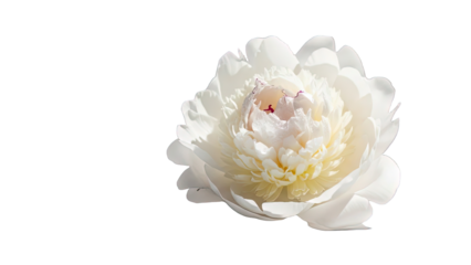 White Peony Flower with Yellow Center Isolated on Black Background graphic design isolated on a transparent background