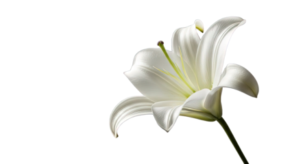 A graceful white lily flower with a long stem and green pistil on a black background bloom blossom isolated on a transparent background