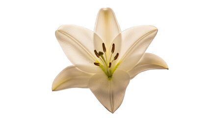 A pale yellow and white lily flower with visible stamens and pistil on a black background pale yellow lily isolated on a transparent background