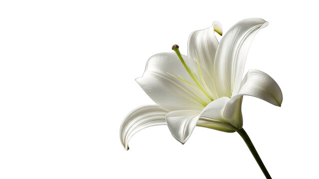 A graceful white lily flower with a long stem and green pistil on a black background bloom blossom isolated on a transparent background