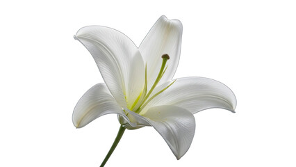 Elegant white lily flower with delicate petals and green stem on a black background floral bloom isolated on a transparent background