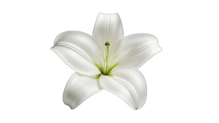 Elegant White Lily Flower with Green Stamen Isolated on Black Background bloom blossom isolated on a transparent background