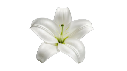 Elegant White Lily Flower with Green Stamen Isolated on Black Background bloom blossom isolated on a transparent background