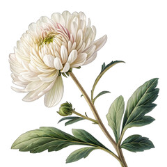 Detailed White Chrysanthemum Flower with Bud and Green Leaves on Black Background white flower bloom isolated on a transparent background