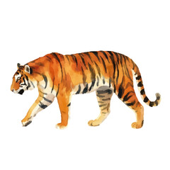 Watercolor-style tiger illustration／虎