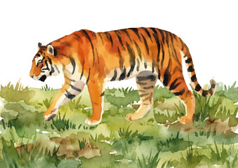 Watercolor-style tiger illustration／虎