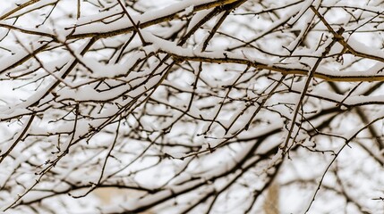 Obraz premium bare. Winter tree branches covered in thin snow, overcast sky, peaceful mood. gardening catalogs, home-decor guides, designed for gardening and botanical catalogs and home decor and floral branding.