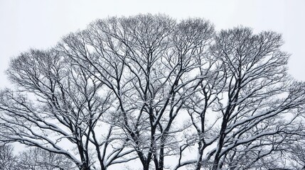 Obraz premium bare. Winter tree branches covered in thin snow, overcast sky, peaceful mood. gardening catalogs, home-decor guides, designed for gardening and botanical catalogs and home decor and floral branding.