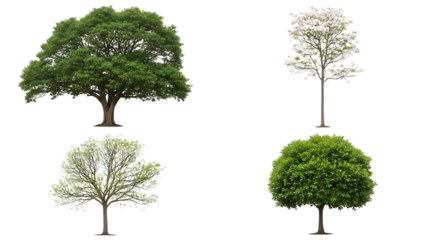 Four diverse trees isolated on transparent background