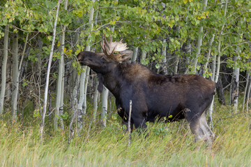 Bull Moose During the Rut in Grand Teton National Park Wyoming in Autumn