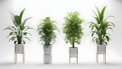 Four Green Indoor Plants in White Pots on Stands Against White Background