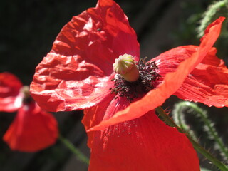 Zbliżenie na kwiat dzikiego maku © Kumulugma