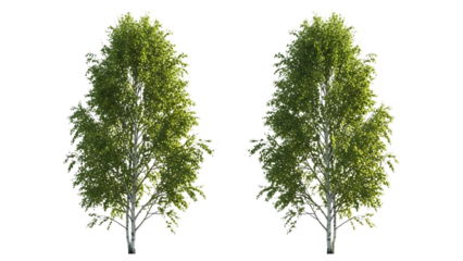 Two birch trees isolated on transparent background