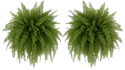 Pair of fern plants isolated on transparent background
