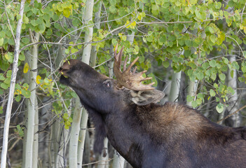 Bull Moose During the Rut in Grand Teton National Park Wyoming in Autumn