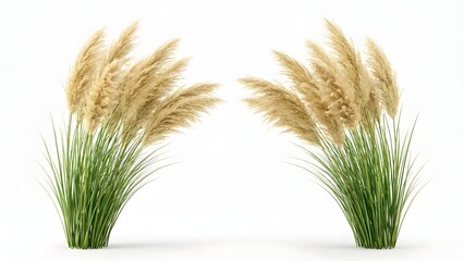 Two Tall Feathery Pampas Grass Plants on White Background