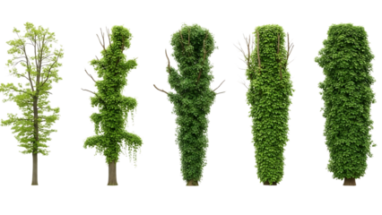 Five trees with various canopies isolated on transparent background