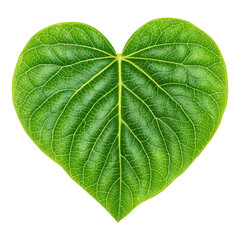 Obraz premium Isolate transparent with green heart shaped leaf ,green heart shaped leaf nature love symbol, green leaf heart shape clean cutout for PNG die-cut for advertising 