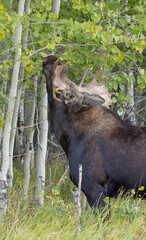 Bull Moose During the Rut in Grand Teton National Park Wyoming in Autumn