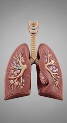 Lungs Anatomy Model.