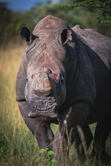 Battle scarred Southern White Rhino in South Africa