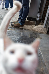 blurred image of a stray cat