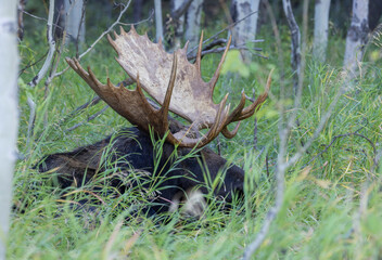 Bull Moose During the Rut in Grand Teton National Park Wyoming in Autumn
