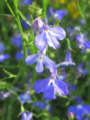 Zbliżenie na kwiaty rośliny z gatunku lobelia © Kumulugma