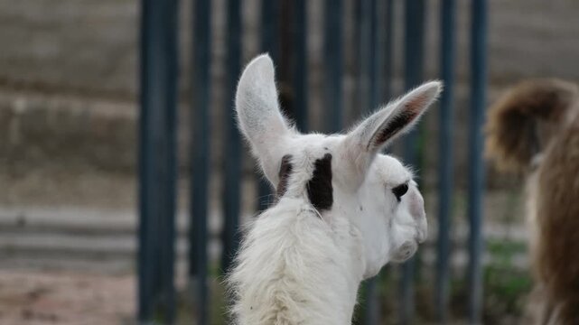 Several llamas stand near a feeding area inside a zoo enclosure, showing calm behavior and social interaction. Concept of animal life, captivity, wildlife observation, and zoo environment