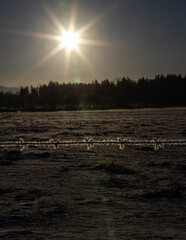 Stacheldraht im Winter bei Gegenlicht