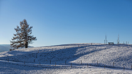 Einsamer Baum in der Winterlandschaft