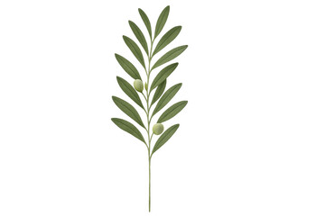 Fototapeta premium Olive branch with fruit illustration transparent background