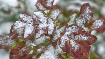 Red rose bush leaves covered in fresh snow, close-up winter nature