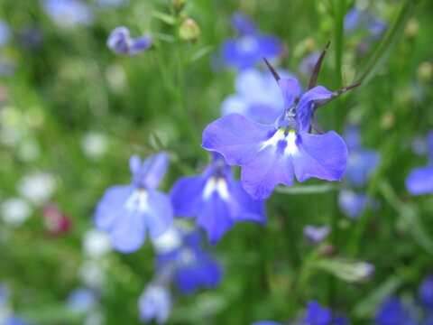 Zbliżenie na kwiaty rośliny z gatunku lobelia