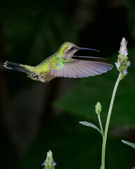 Colibrí en vuelo con una flor © Jordi