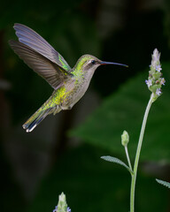 Colibrí en vuelo con una flor © Jordi